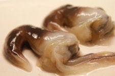 여수 프리미엄 새조개 500g 샤브샤브 손질 : 케이엔커머스