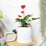 와이키키농장 안스리움 공기정화 식물 영전 축하 선물 집들이 주방 반음지 : 와이키키 농장