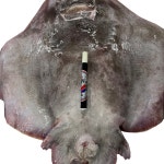 목포 홍어 한마리 6kg 8kg 암치 홍어회 찜 시세 : 워커하이브