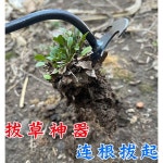 뿌리제거 원예용갈퀴 잡초제거 곡괭이 호미 텃밭 : 차이나는 별별 잡화점