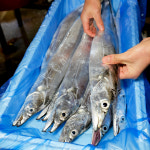 [당일조업] 한번도 얼리지않은 제주 갈치 생물 은갈치 생갈치 특대 왕특대 : 제주피셔스마켓