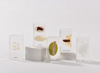 나투라 누에 한살이 교구 곤충 나비 표본 과학 : 제페토하우스