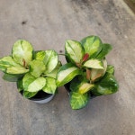 [1+1]리사호야 : 플로스토어