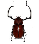 (Euchirus longimanus longimanus) 롱기마누스앞장다리장수풍뎅이 [Eu-120] 수컷 곤충표본 65~69mm : 만천곤충박물관