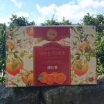 제주 레드향 서귀포 제철 선물용 가정용 3kg 5kg 10kg 산지 직송 : 별숲농장