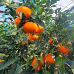 제주 레드향 서귀포 제철 선물용 가정용 3kg 5kg 10kg 산지 직송 : 별숲농장