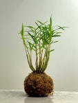 죽도석곡 대나무석곡 코케다마 플랜테리어 인테리어식물 : 페히
