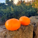 제주 레드향 서귀포 제철 선물용 가정용 3kg 5kg 10kg 산지 직송 : 별숲농장