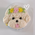 강아지 생일 케이크 반려견 저알러지 미니 단호박 고구마 홀케이크 : 펫스튜리petschurri