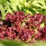 국내산 햇 운봉상추 2kg 꽃상추 쌈용 산지직송 : 길숙이 농산