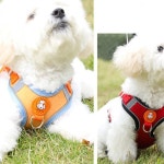 애견 장난감 강아지 용품 애견용품 쿠션 개입마개 애견리드줄 하네스 XS 오렌지 : 맘마콩