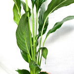 와이키키농장 스파트필름 음지 꽃피는 식물 선물 집들이 거실 주방 : 와이키키 농장