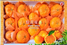 제주기성농장 레드향 5kg, 10kg 벌크포장  제주기성농장 : 제주기성농장