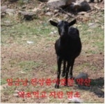 완도진흑염소 | [임금님진상품몰] 임금님진상품이였던 약초먹고자란 완도 약산흑염소12kg(100ml 120포 이상) 흑염소즙 : 궁중진상품