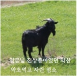 [임금님진상품몰] 임금님진상품이였던 약초먹고자란 완도 약산흑염소 15kg (100ml 140포) 흑염소즙-대 : 궁중진상품