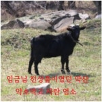 [임금님진상품몰] 임금님진상품이였던 약초먹고자란 완도 약산흑염소 14kg (100ml 130포 이상) 흑염소즙-중 : 궁중진상품