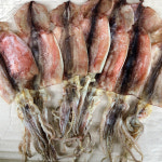 동해안 햇 건오징어 500g 600g 750g (건조 반건조 마른 안주 볶음 조림 반찬) : 신건호멸치