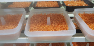 친환경 무농약  동충하초 : 더뜰버섯농장