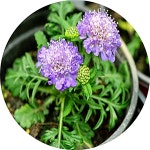 솔채/솔채꽃/스카비오사/Scabiosa caucasica/3포트1세트/야생화/취미/대량주문내고 : 행복한정원