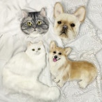 반려동물 양모 초상화 1급 지도사 자격증 [소원의공방] : 소원의공방