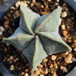 난봉옥 선인장 미니 다육이 아프리카식물 별선인장 : 그리너리 농장