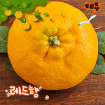 제주도 하우스 레드향 서귀포 남원 선물 가정용 3kg 5kg 10kg 소과 중과 대과 : 아는사람농수산물