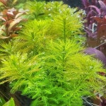 미라오필램 그린   ( 포트 ) 1개,수초농장,초보수초,쉬운,유경수초,미니헤어 : 수초하이