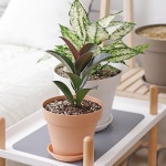 화분종류 모종포트 고급화분 소형화분 분갈이 홈가드닝 빈티지 : 예준상점