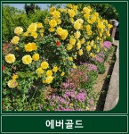 에버골드 넝쿨 장미 사계 덩굴 장미 해풍맞은농원 : 봉스팜 장미묘목 전문농장
