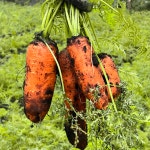 제주유기농당근 대정 구좌 성산 햇당근 흙당근 농장 산지직송 5kg 10kg : 이웃집 텃밭