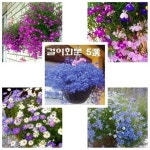 걸이화분에 딱 브라키컴 로벨리아 5종(블루스타 브라키컴mix 사파블루 로사몬드 로벨리아mix) : 라온247