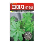 피마자 50립 아주까리 씨앗 종자 모종 텃밭 주말농장 아람종묘 그린종묘농약사 : 허수아비정원
