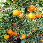 천하일품 제주 서귀포 명품 천혜향 가정용 선물세트 : 천하일품감귤농장