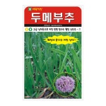두메부추 100립 부추 씨앗 종자 모종 텃밭 주말농장 아람종묘 그린종묘농약사 : 허수아비정원