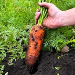 제주유기농당근 대정 구좌 성산 햇당근 흙당근 농장 산지직송 5kg 10kg : 이웃집 텃밭