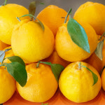 천하일품 제주 서귀포 명품 한라봉 가정용 선물세트 : 천하일품감귤농장