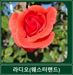 라디오 웨스터랜드 넝쿨 장미 사계 덩굴 장미 해풍맞은농원 : 봉스팜 장미묘목 전문농장