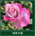 하루가제 넝쿨 장미 사계 덩굴 장미 해풍맞은농원 : 봉스팜 장미묘목 전문농장