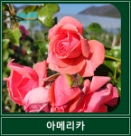 아메리카 넝쿨 장미 사계 덩굴 장미 해풍맞은농원 : 봉스팜 장미묘목 전문농장