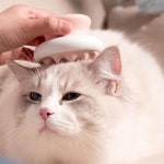 공템샵 고양이 그루밍 소프트 브러쉬 대형견 마사지 브러시 힐링 그루머 강아지 빗 : 공템