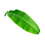 티모시랜드 바나나 오두막 토끼은신XL기니피그 친칠라 : 작은 친구들