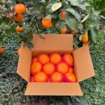 제주 고당도 레드향 3kg 5kg 가정용 선물세트 : 경미네농장