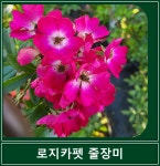 로지카페트 넝쿨 장미 사계 덩굴 장미 해풍맞은농원 : 봉스팜 장미묘목 전문농장
