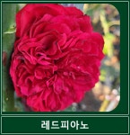 레드피아노 넝쿨 장미 사계 덩굴 장미 해풍맞은농원 : 봉스팜 장미묘목 전문농장
