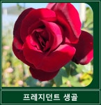 프레지던트 생골 넝쿨 장미 사계 덩굴 장미 해풍맞은농원 : 봉스팜 장미묘목 전문농장