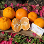 [선물용] 은서네농장 레드향 3kg/5kg/10kg : 은서네농장