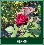 바카롤 화단 사계절 장미 묘목 땅장미 해풍맞은농원 : 봉스팜 장미묘목 전문농장
