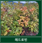 레드로빈 사계절 장미 나무 땅장미 해풍맞은농원 : 봉스팜 장미묘목 전문농장