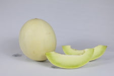 더노랑 허니듀 멜론 대과 5수 2입 5.3kg내외 6수 2입 4kg내외 ~ : 더노랑