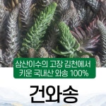 엄마애손 말린 건조 와송 100g 5팩 총 500g 대용량 : 건강부록